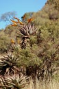 Aloe Tree Foliage