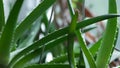 Aloe tree leaves. Homemade aloe flower in a pot on a windowsill. Medicinal plant