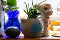 Aloe type houseplant potted in vintage white lamb pot