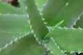 Aloe vara plant Royalty Free Stock Photo