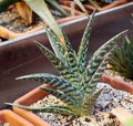 Aloe variegated or tiger