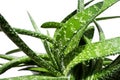 Aloe vera