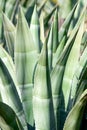 Aloe Vera Royalty Free Stock Photo