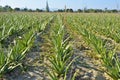 aloe vera Royalty Free Stock Photo