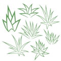 Aloe Vera, agave, bush, succulent plant