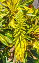 Aloe Vera Agave cactus plant plants blossoms yellow flower Mexico Royalty Free Stock Photo