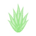 Aloe Vera, a very useful herbal medicine for skin care and