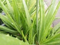 Aloe vera Royalty Free Stock Photo