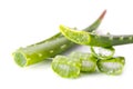 Aloe Vera Also named as Aloe barbadensis Mill., Star cactus, Al Royalty Free Stock Photo