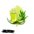 Aloe vera ayurvedic herb digital art illustration with text isolated on white. Healthy organic plant widely used in treatment and