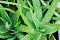 Aloe vera , Aloe barbadensis Mill or Star cactus or Aloe or Aloin or Jafferabad, Barbados or Asphodelaceae Royalty Free Stock Photo