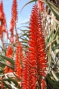 Aloe vera bloom Royalty Free Stock Photo