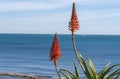 Aloe vera bloom Royalty Free Stock Photo