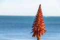 Aloe vera bloom Royalty Free Stock Photo