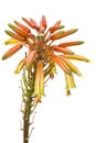 Aloe vera bloom Royalty Free Stock Photo
