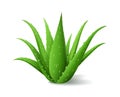 Aloe Vera bush, realistic green plant, green aloe leaves and stems isolated on white background, vector illustration Royalty Free Stock Photo