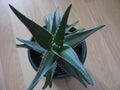 Aloe vera, Cactus, Lant, Leaves, Care, Cosmetic, Health