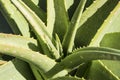 Aloe Vera cactus plant in bright sunlight Royalty Free Stock Photo