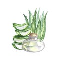 Aloe vera. Chopped pieces and aloe juice. Watercolor painted by hand. For labels and packaging of cosmetology, perfumery