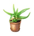 Aloe Vera in clay flowerpot.