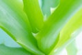 Aloe vera close-up, detailed macro photo.