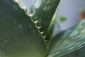 Aloe vera close up Royalty Free Stock Photo