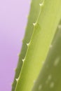 Aloe vera close up.