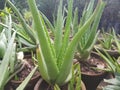 Aloe Vera closeup shot selective focus aleo vera in the garden Royalty Free Stock Photo