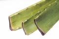 Aloe vera cuttings