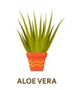 Aloe vera. Decorative houseplant in pot. Florist indoor tree or interior flowerpot. Vector illustration