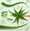 Aloe vera and drop. Medicinal plant. vector icon set Royalty Free Stock Photo