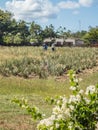 Aloe Vera farm ATV tour of the east side Curacao Views