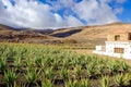 Aloe vera farm on Fuerteventura, Canary Island.