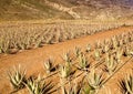 Aloe vera farm on Grand Canaria, orange land