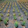 Aloe Vera fields in Lanzarote Orzola at Canaries