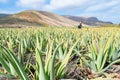 Aloe Vera fields plantation in Lanzarote, Canary Islands, Spain