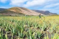 Aloe Vera fields plantation in Lanzarote, Canary Islands, Spain