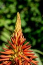 Aloe Vera flower, Agadir, Morocco