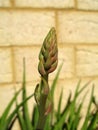 Aloe Vera Flower Bud Royalty Free Stock Photo