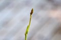 Aloe Vera Flower