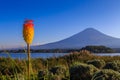 Aloe vera flower with Fuji mountain on the background view from Kawaguchi lake Royalty Free Stock Photo