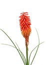 Aloe Vera Flower Royalty Free Stock Photo