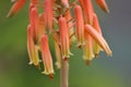 Aloe vera flower Royalty Free Stock Photo