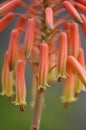 Aloe vera flower Royalty Free Stock Photo