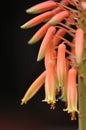 Aloe vera flower Royalty Free Stock Photo