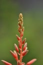 Aloe vera flower Royalty Free Stock Photo