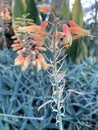 Aloe vera flower pods