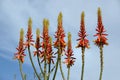 Aloe vera flowers