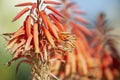 Aloe vera flowers Royalty Free Stock Photo