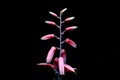 Aloe Vera flowers on black background Royalty Free Stock Photo